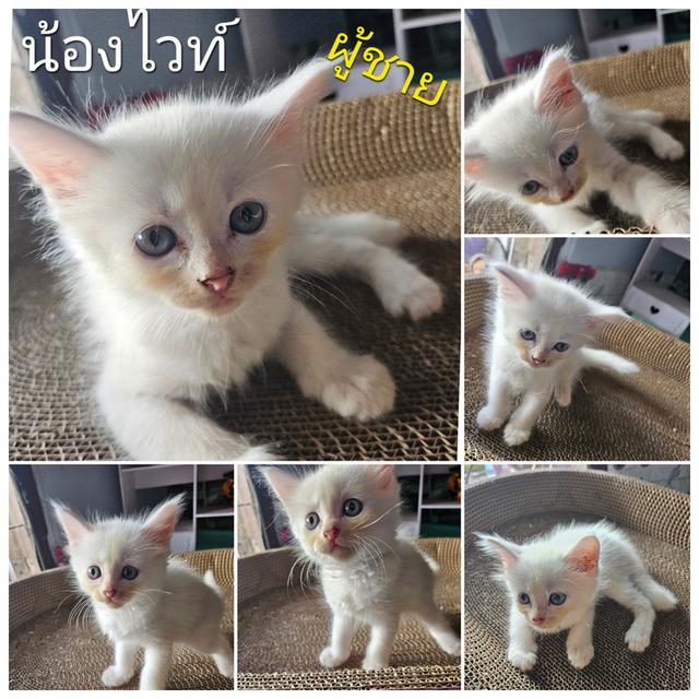 น้องไวท์เมนคูน+เปอเซีย รูปที่ 2