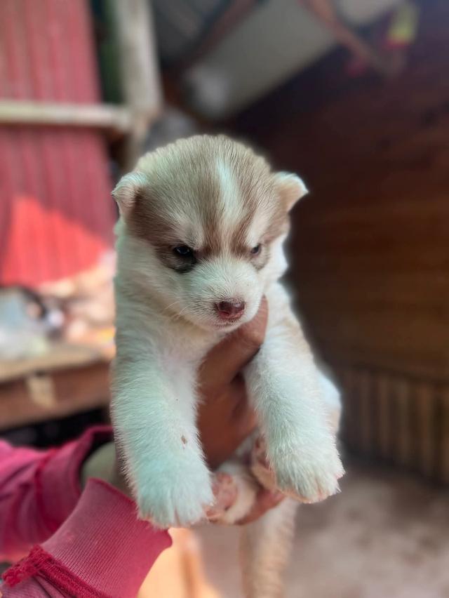 ไซบีเรียนวูดลี่โค้ช ชาย3 หญิง3 รูปที่ 7