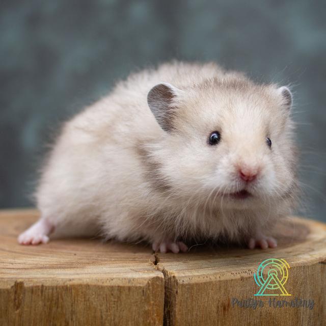 Hamster Donmuang - ขายหนูแฮมสเตอร์ 18