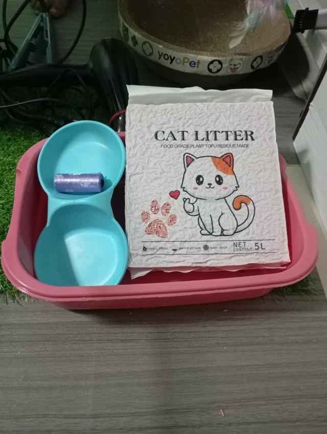 แมวบริติช🎂09/09 2