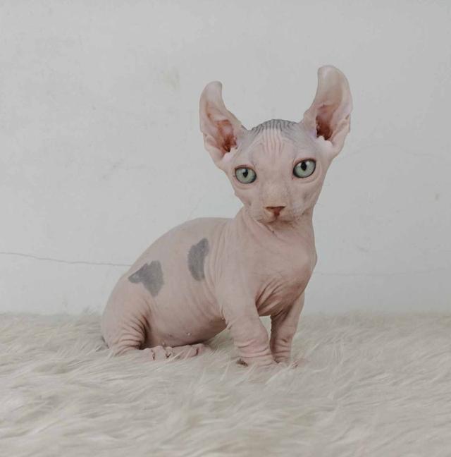 31.แมวดเวล/เพศผู้ หาบ้าน Dwelf Cat/Male looking for a new home