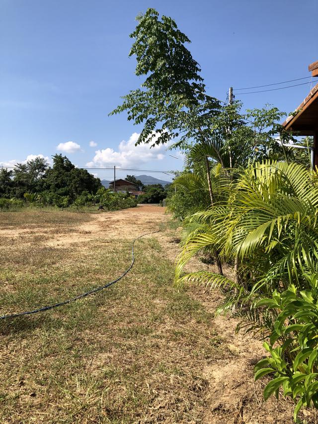 ที่ดินโฉนด 4 ไร่ ต.เมืองเก่า ใกล้อุทยานประวัติศาสตร์สุโขทัย ติดถนนเมืองเก่า-คีรีมาศ   13