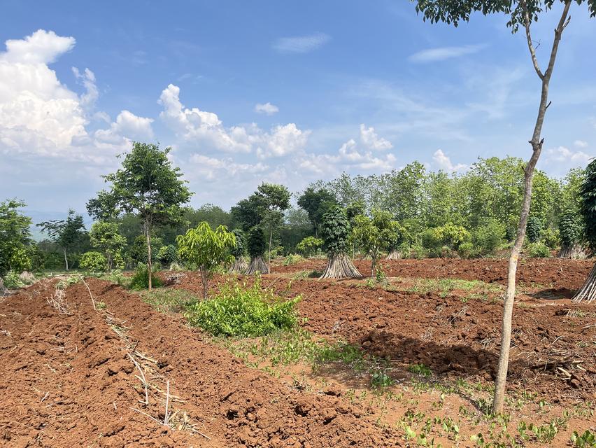 ขายที่ดิน วิวภูเขา⛰️📍จำนวน4ไร่  = 2แปลงติดกัน*แปลงที่1 (2ไร่)*แปลงที่2 (2ไร่)📍ราคาไร่ละ350,000 บาทเอกสาร  นส4จฟรีโอนกรรมสิทธ์ บรรยากาศดี วิวสวย สงบ 11