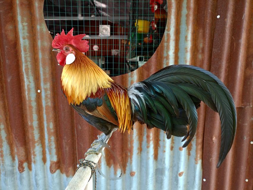 รัฐชนาวีฟาร์ม อนุรักษ์ไก่ต่อไทย รูปที่ 3