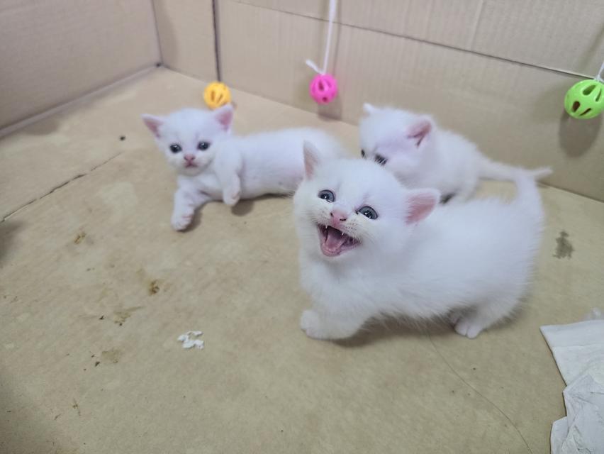 น้องแมว มันกิน พร้อมย้ายบ้านค่ะ