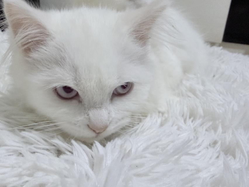 maine coon mixed cats 7