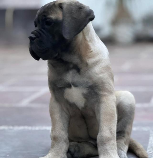 ขายลูกสุนัข Bullmastiff ตัวน้อย 3