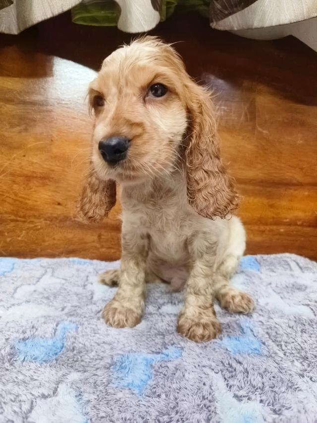 ลูกสุนัขพันธุ์ english cocker