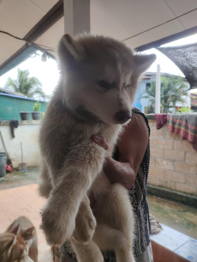 น้องไซบีเรียนน่ารักๆ 3