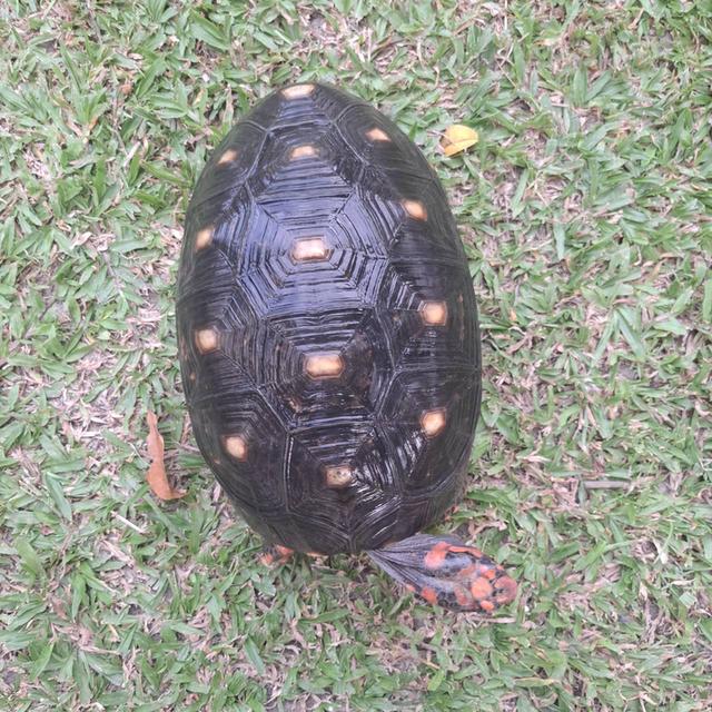 ผมคือเต่าเชอรี่เฮดหัวแดงหล่อๆ 2