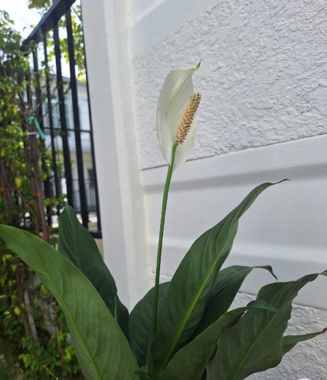 เดหลี Peace Lily พร้อมติดดอก สีขาวทุกต้น 2