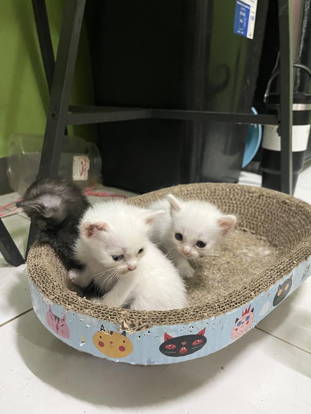 ขายแมวเด็กลูกแมวเล็ก