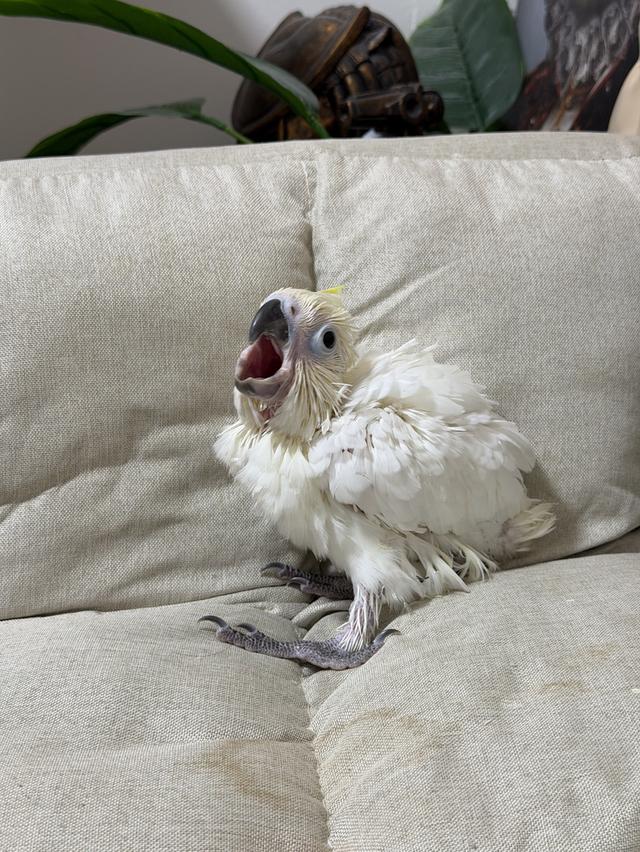 กระตั้วมิเดี้ยม Cockatoo medium เพศผู้ และเมีย