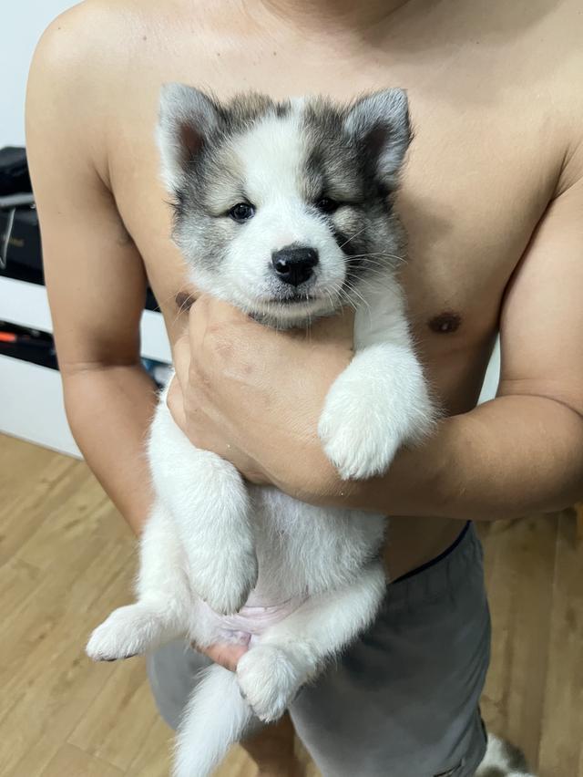 สุนัขบางแก้วแท้ สีขาว-เทา เพศหญิง รูปที่ 6