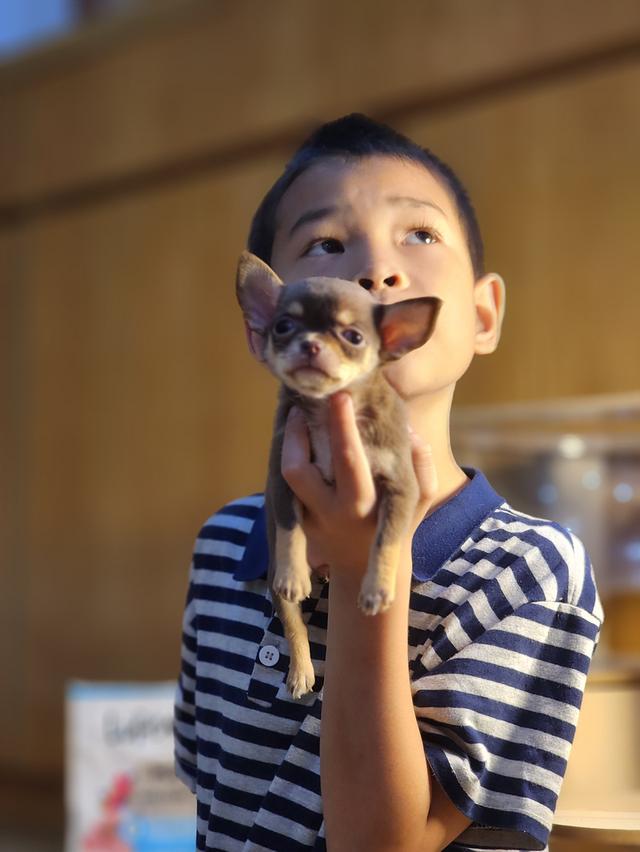 ชิวาวา ทีคัพ สีช๊อก ผู้หญิง อ้อนๆค่า วัคซีนแล้วสุขภาพแข็งแรงค่า 😊 รูปที่ 7