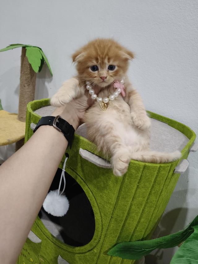 เด็กชายสก๊อตติส หูพับ น้องส้ม 😻🏡🏠🧒🧒🧒🧡🧡