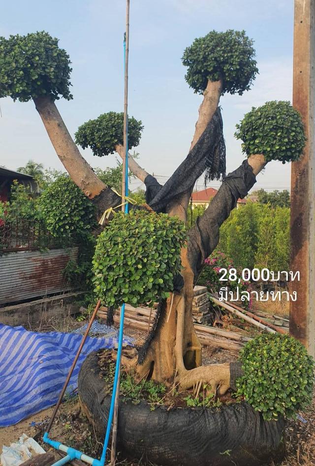 ไทรต่อยอดช้อนเงินช้อนทอง