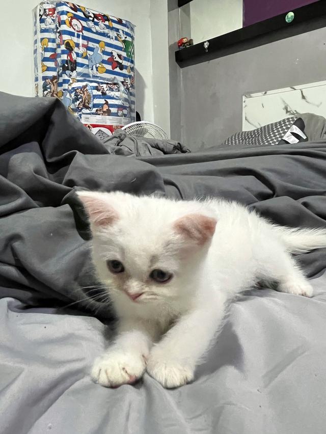 ลูกแมว สก็อตติช เปอร์เซีย รูปที่ 5