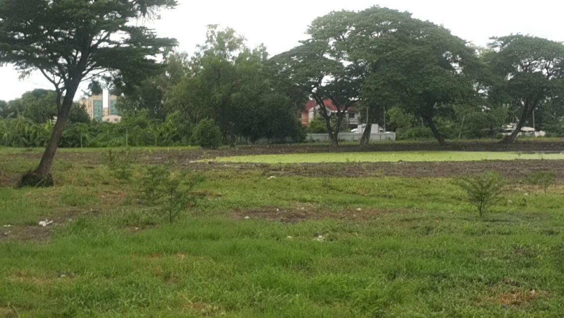 ขายที่พร้อมลงโครงการหรูแนวราบสบายไม่ต้องรอใดๆ 16 ไร่นิดๆตามผังเลย ราคามาตรฐาน เส้นรามอินทราเสรีไทย เลียบวงแหวนกาญจนาภิเษก เส้นนี้สวยมากติดถนน 200 เมตร 16