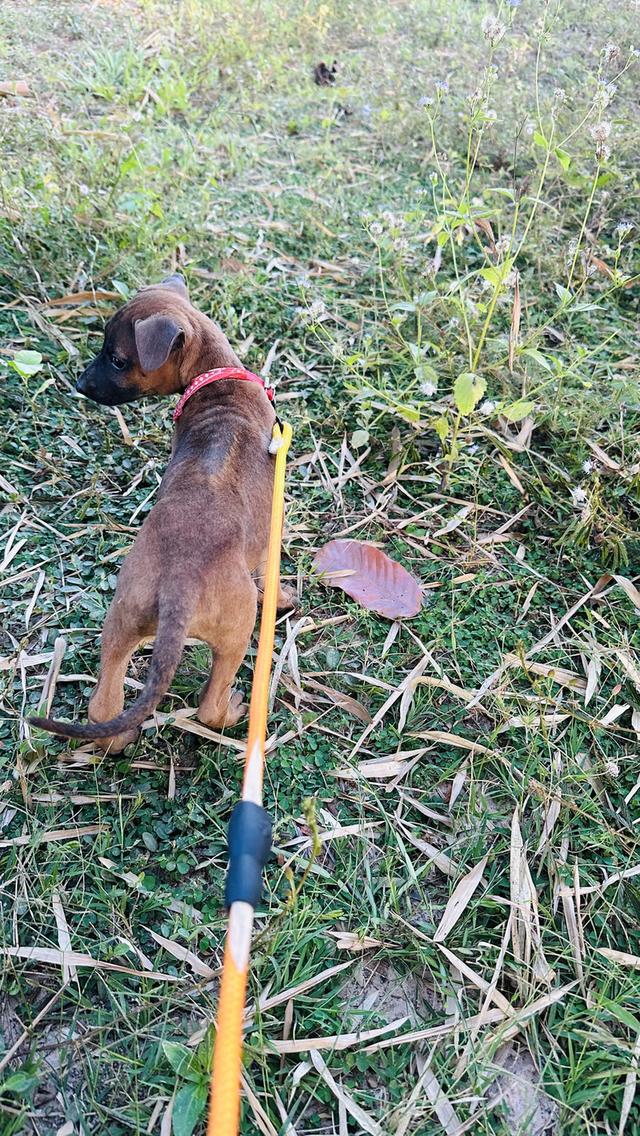 Ridgeback / สุนัข ไทย หลังอาน รูปย่อยที่ 4