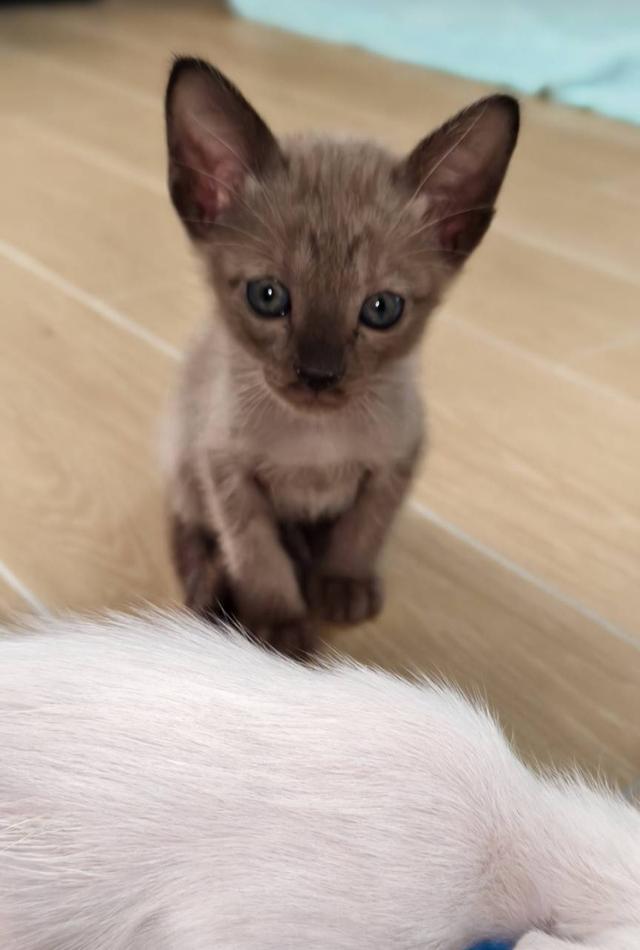 แมวเบอร์มีส Burmese cat
