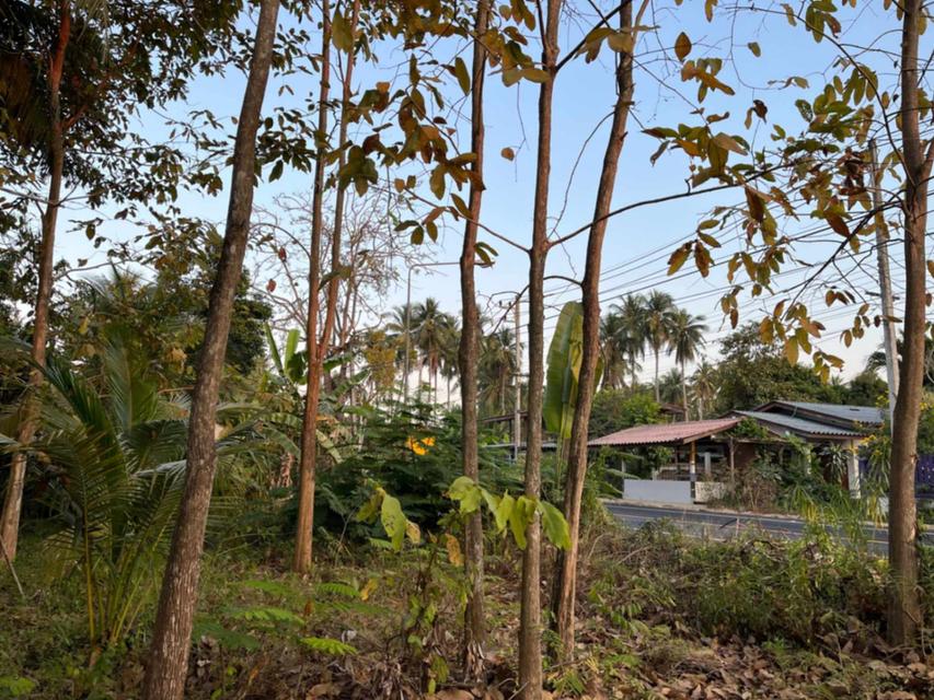 ขายที่ดิน 2-1-63 ไร่ อ.บางคนที จ.สมุทรสงคราม 4