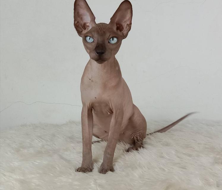 23.แมวสฟิงซ์/เพศเมีย หาบ้าน Sphynx Cat/Female looking for a new home 5