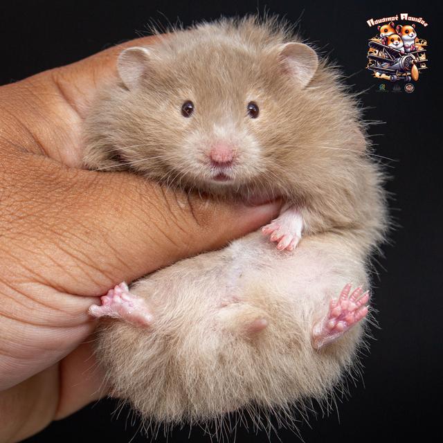 Hamster Donmuang - ขายหนูแฮมสเตอร์ 7