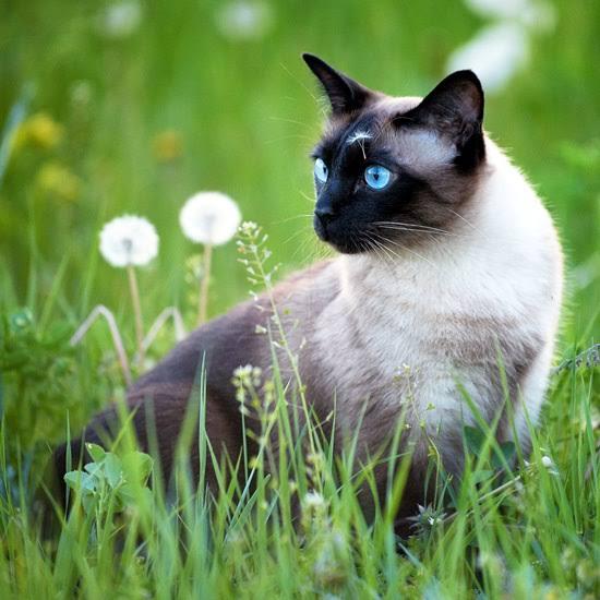 แมววิเชียรมาศ (Siamese cat) 2