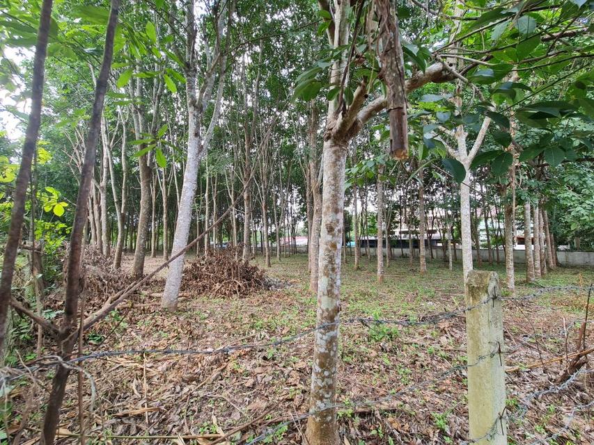 ขายที่ดินสวนยาง 2.40 ไร่ พร้อมโฉนด เหมาะแก่การลงทุน หลังวิทยาลัยการอาชีพปัว ต.ปัว จ.น่าน  5