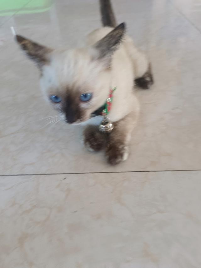 แมววิเชียรมาศ แท้ อายุ  3  เดือน รูปที่ 2