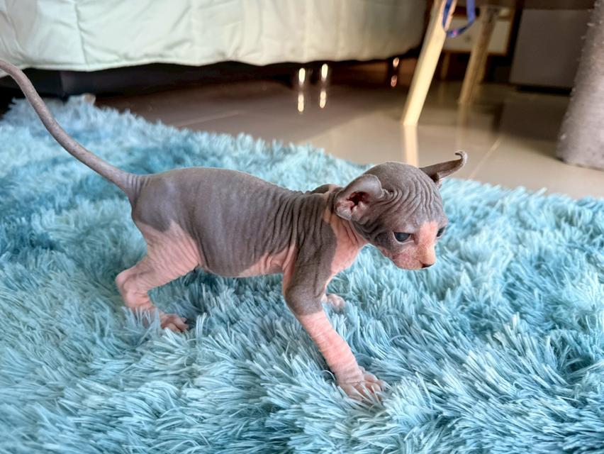 แมว สฟิงซ์ เพศเมีย หูพลิก 7