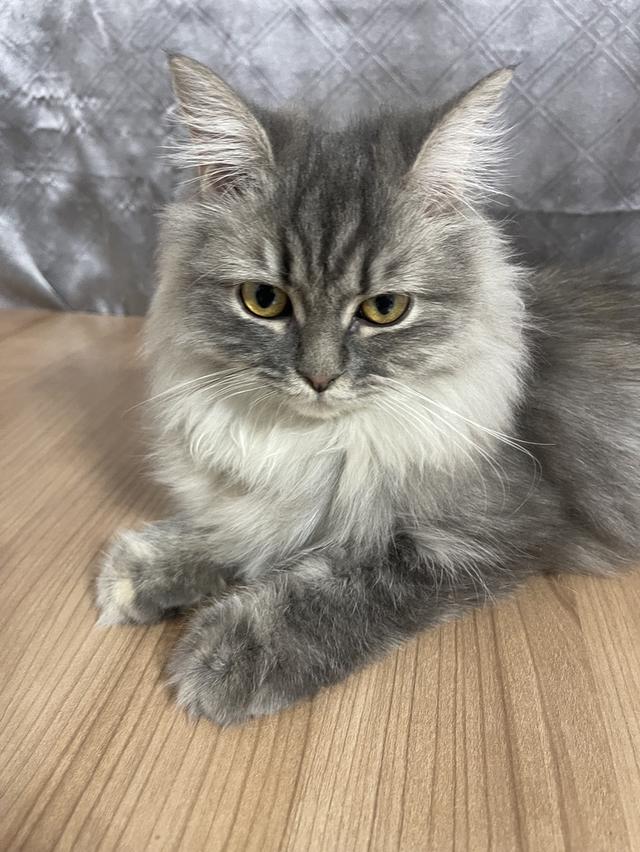 น้องแมวพันธุ์ หิมาลายันผสมชินชิล่า เพศหญิง พร้อมฉีดยา