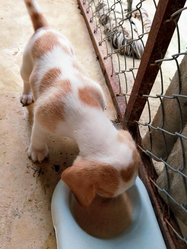 ลูกสุนัขบีเกิ้ลหลุดจองน่ารักๆครับ