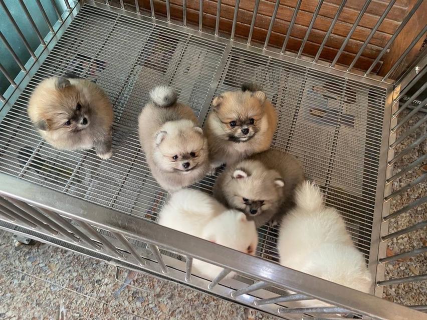 ลูกปอมปอมแท้ อายุ2เดือน อ้วนกลมหมี พร้อมส่ง