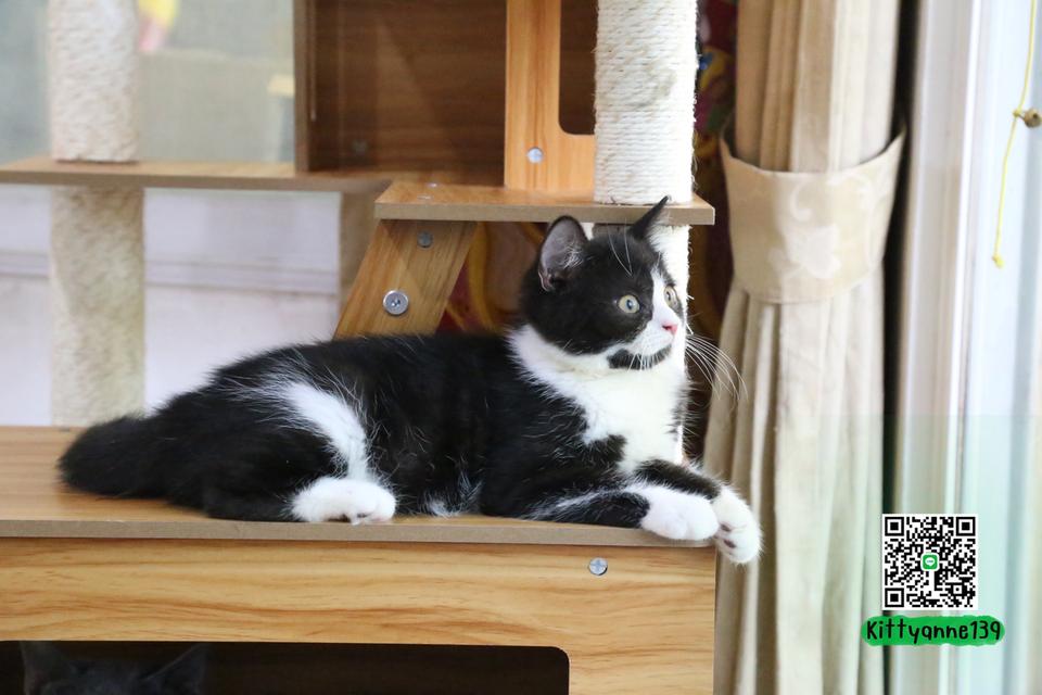 ลูกแมวบริติชหิมาลายันพร้อมย้ายบ้าน รูปที่ 7