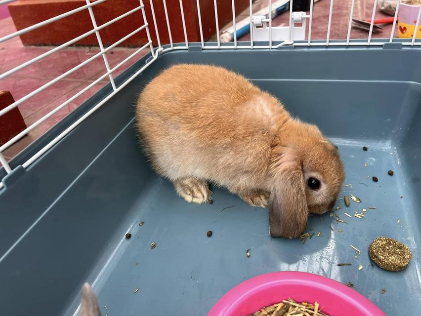 ขออนุญาตหาบ้านให้น้อง Mini Lop