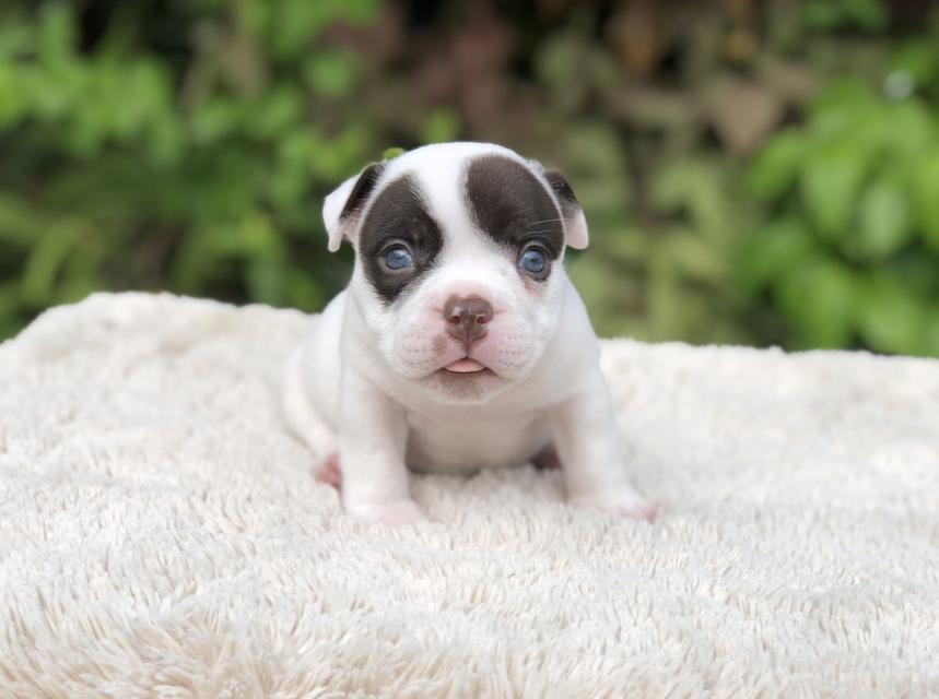 ลูกสุนัขอเมริกันบูลลี่ 3
