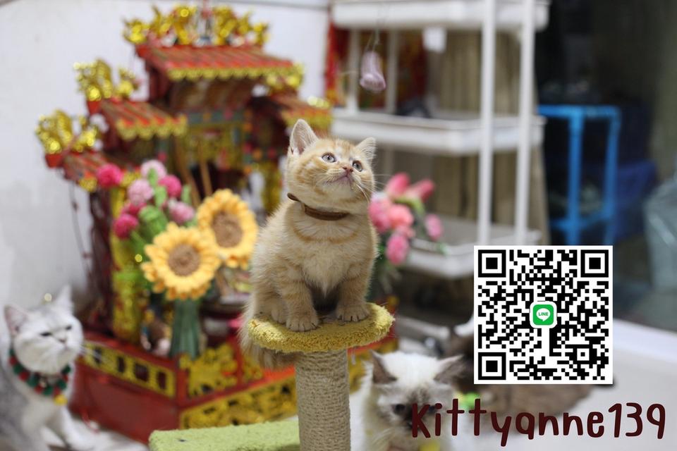 ลูกแมวบริติชช็อตแฮร์ผสมสก็อตติชช็อตแฮร์