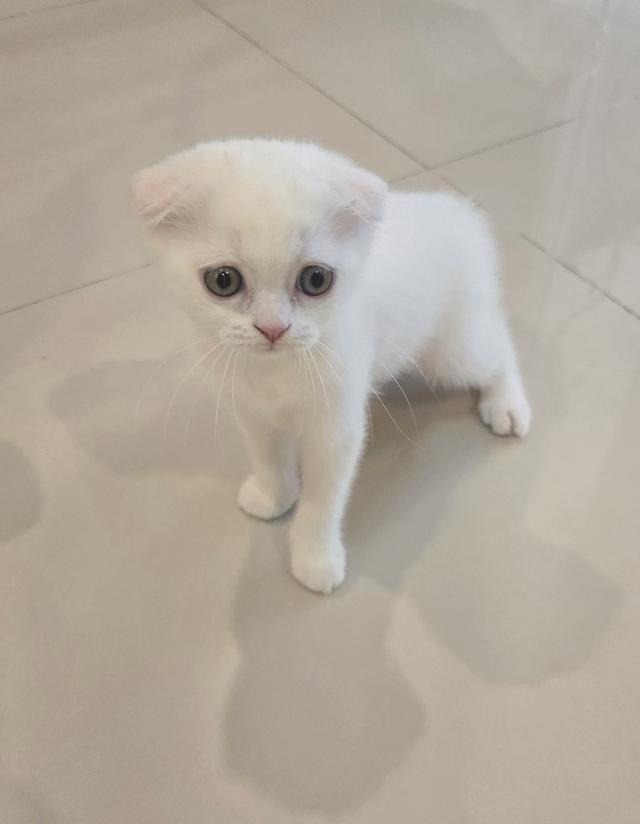 ขายลูกแมว พันธุ์ Scottish Fold 2