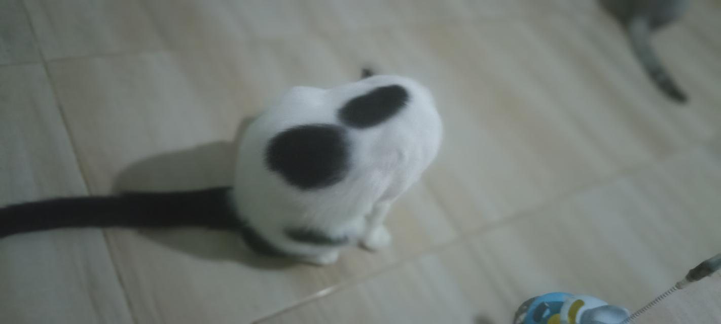 แมว พันธุ์ผสม น่ารักๆ รูปที่ 7