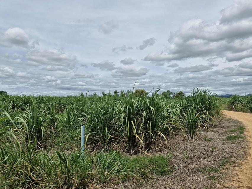 ขายที่ดิน23 ไร่2 งาน25 ตรว ครึ่ง 8