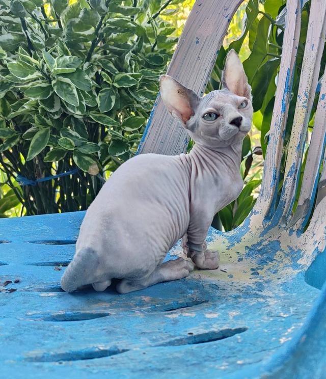 แมวสฟิงซ์ขาสั้นสายพันธ์แมมบิโน่ 3