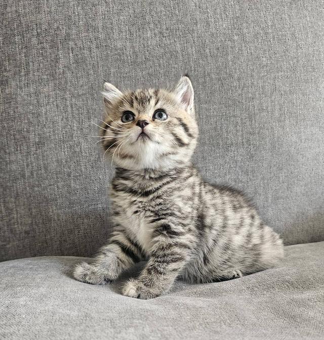 สก็อตติชโฟลด์ เสือสาว