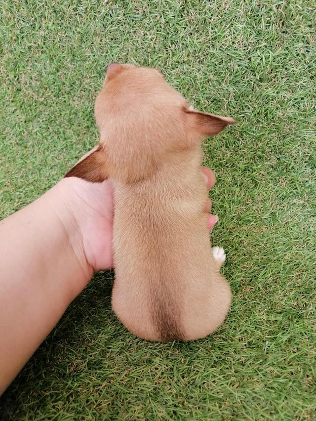 ชิวาว่าเเท้ขนสั้น ญ. 16