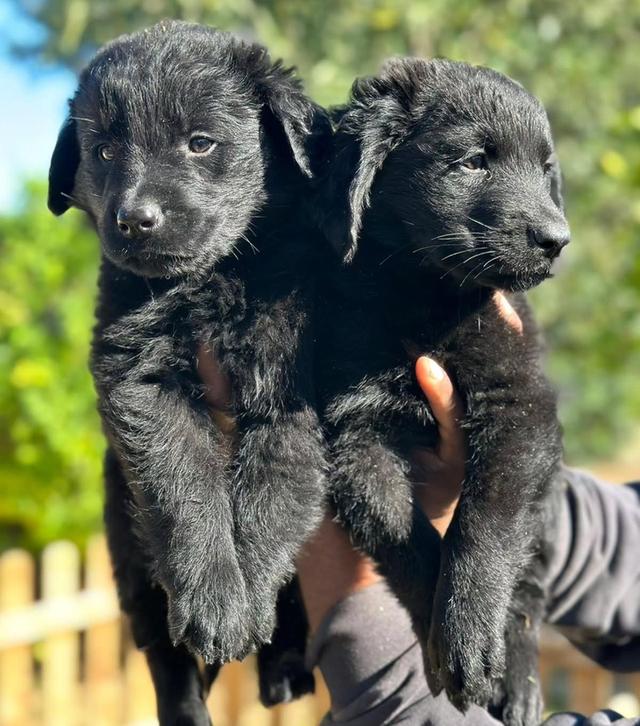 น้องๆ Black Golden Retriever กำลังหาบ้านใหม่ ราคากันเอง