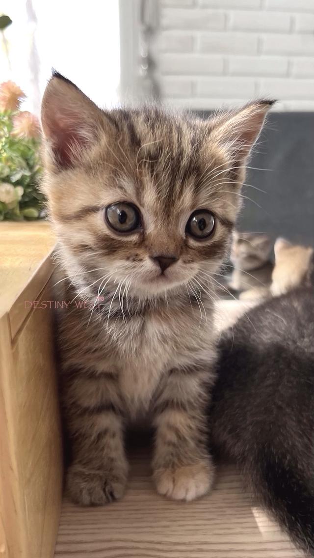 แมวสก๊อตติชโฟลด์ เพศเมีย รูปที่ 6