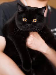 แมวบริติช ช็อตแฮร์ สีดำ 2