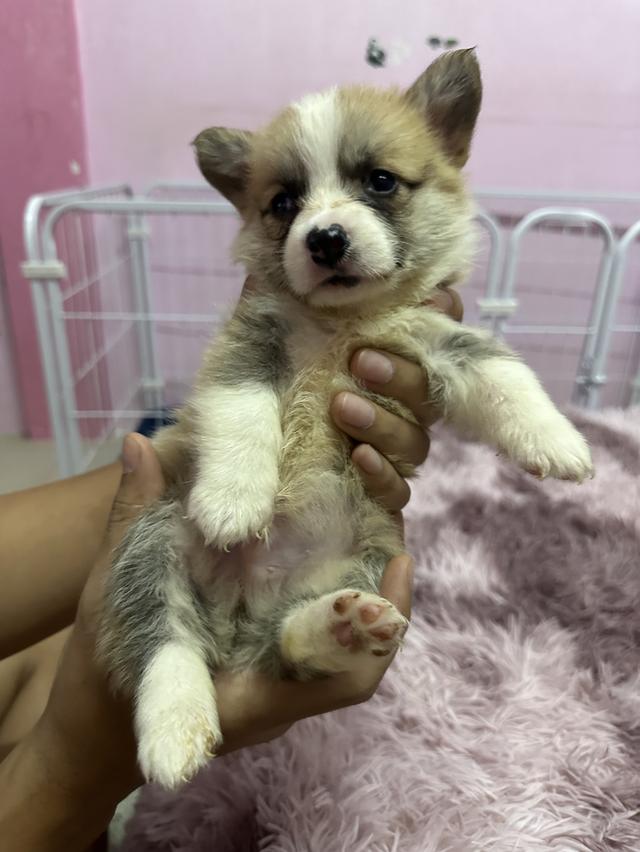 สุนัขคอร์กี้ คอร์กี้ขาสั้น  3