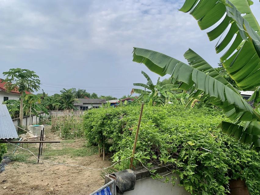 ขายที่ดินเชียงใหม่ บ้านล่ามจั๋น หางดง พื้นที่ 150 ตารางวามี โฉนดครุฑแดง 4